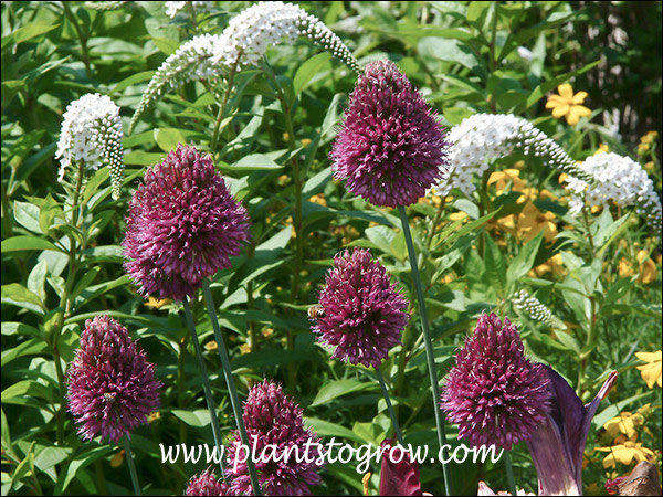 Drum Stick Allium (Allium spaerocephalon)
sharing space with the aggressive Goose Neck Lysimachia. (July 15)